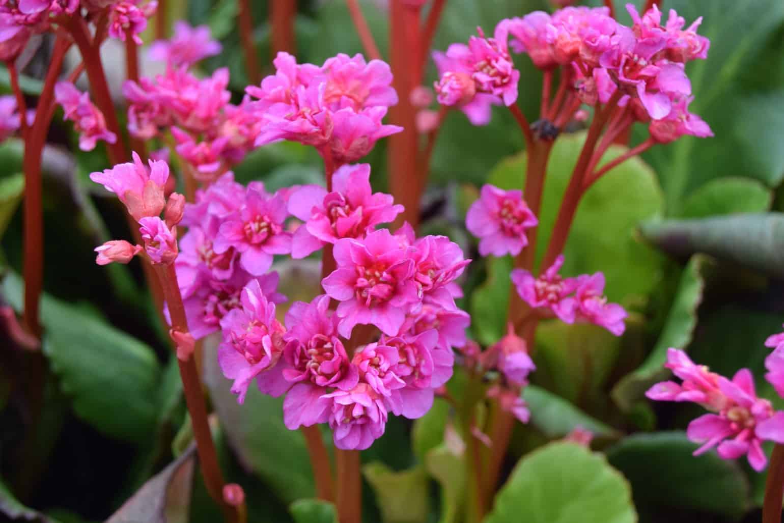 Bergenia 'Abendglut'